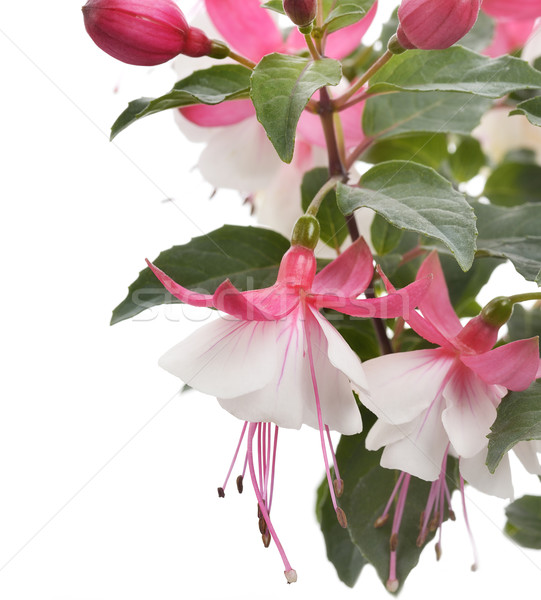 Pink And White Fuchsia Stock photo © saddako2
