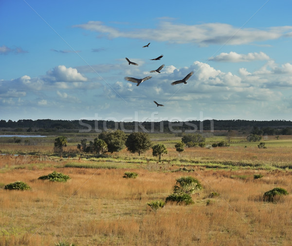 Florida Wetlands Scenic View Stock photo © saddako2