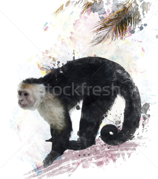 White Throated Capuchin Monkey Stock photo © saddako2