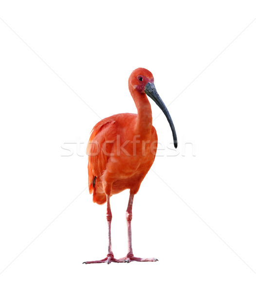 Scarlet Ibis Stock photo © saddako2