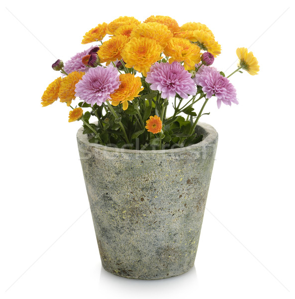 Stock photo: Mums Flowers 