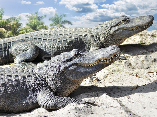 Alligators Stock photo © saddako2
