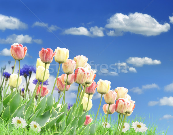 商業照片: 花場 · 春天的花朵 · 草 · 藍天 · 天空