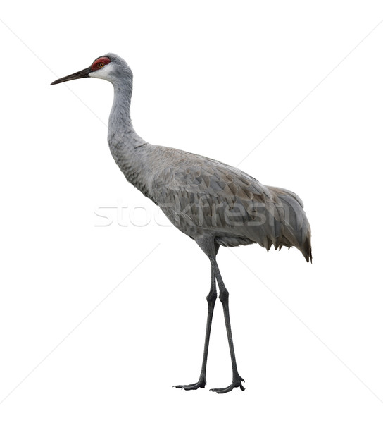 Sandhill Crane Bird Stock photo © saddako2