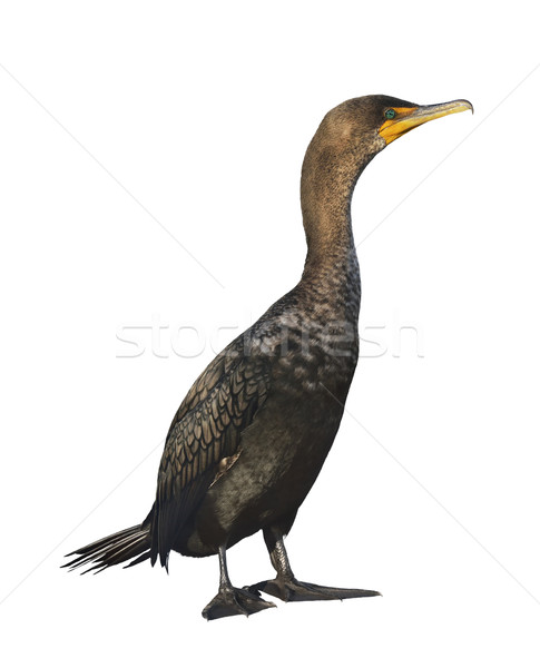 Double-crested Cormorant  Stock photo © saddako2