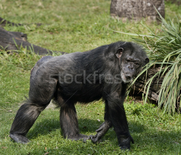 Szympans spaceru trawy czarny zwierząt zewnątrz Zdjęcia stock © saddako2