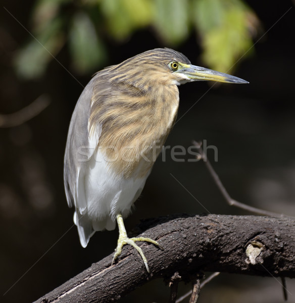 Black-Crowned Night-Heron Stock photo © saddako2