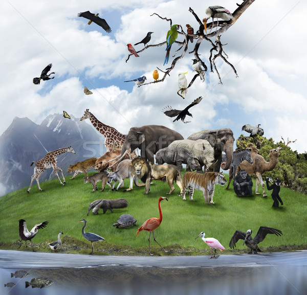 Collage wilde dieren vogels natuur water vis Stockfoto © saddako2