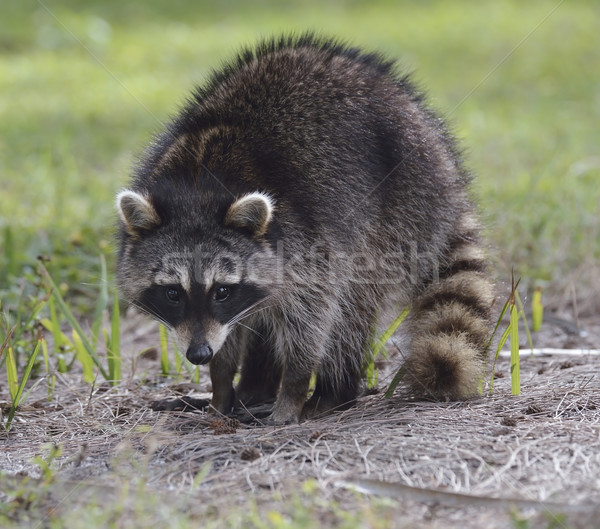 Jonge wasbeer Florida park dier bont Stockfoto © saddako2