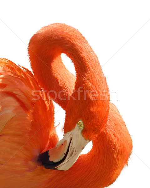 Stok fotoğraf: Pembe · flamingo · portre · dijital · boyama · kuş