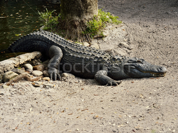 Amerykański aligator mężczyzna wody tropikalnych Zdjęcia stock © saddako2