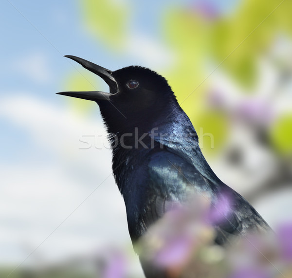 Singen Amsel up erschossen Vogel blau Stock foto © saddako2