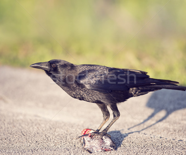 烏鴉 吃 魚 佛羅里達 食品 道路 商業照片 © saddako2