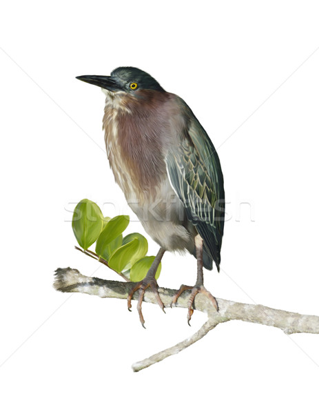 Zöld kócsag digitális festmény levél madár Stock fotó © saddako2