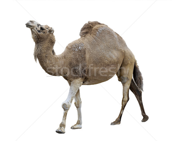 Stock foto: Kamel · weiß · Natur · Fuß · weißem · Hintergrund · braun