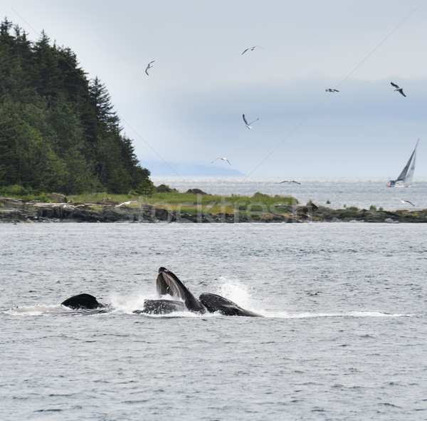 Humpback Whales  Feeding Stock photo © saddako2