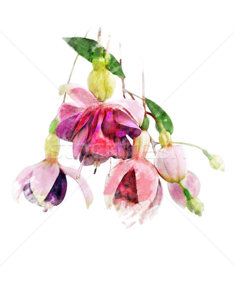 Watercolor Image Of  Fuchsia Flowers Stock photo © saddako2