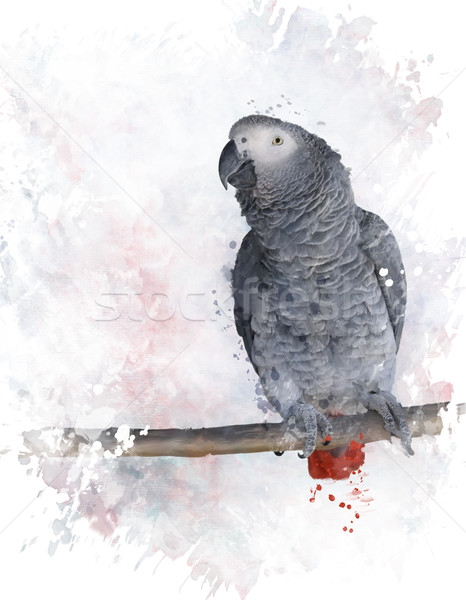 African Grey Parrot Watercolor Stock photo © saddako2