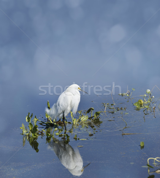 Snowy Egret Stock photo © saddako2