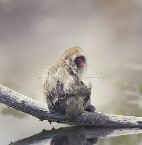 Japanese Macaque  Stock photo © saddako2