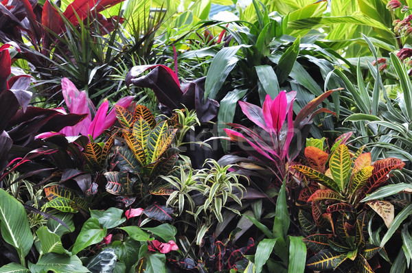 Tropical Plants Stock photo © saddako2