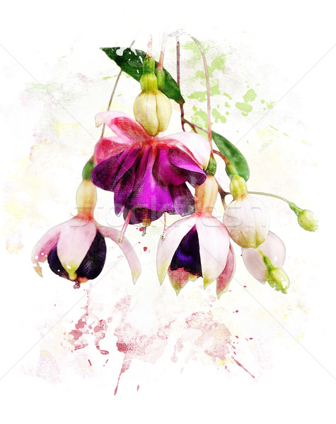 Watercolor Image Of  Fuchsia Flowers  Stock photo © saddako2