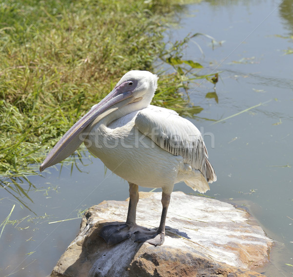 White Pelican Stock photo © saddako2