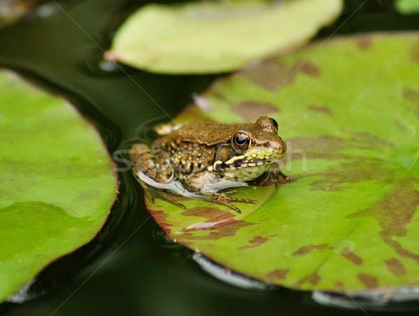 Foto stock: água · sapo · verde · lírio · folha