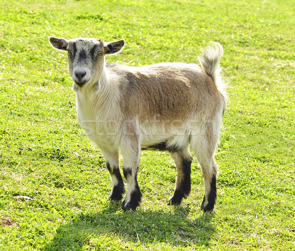 goat Stock photo © saddako2