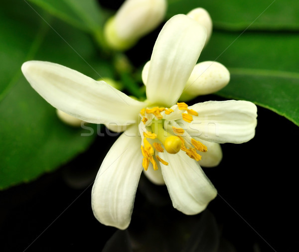 Limonero flores hojas primavera fondo limón Foto stock © saddako2