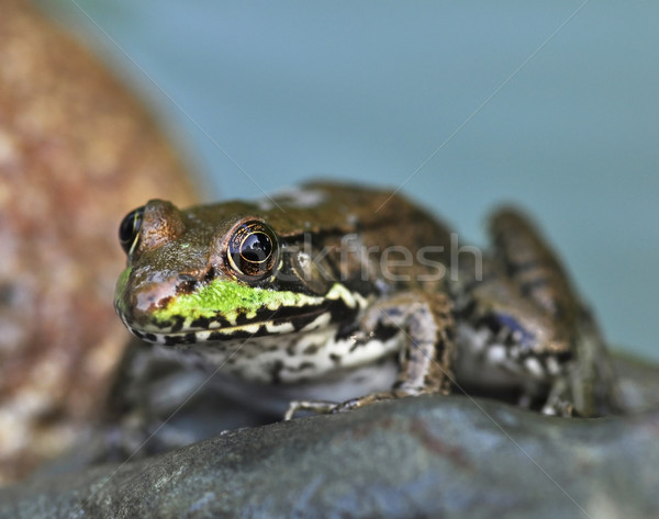 frog Stock photo © saddako2