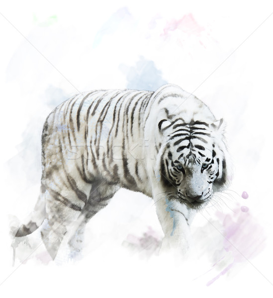 水彩画 白 虎 肖像 デジタル 絵画 ストックフォト © saddako2