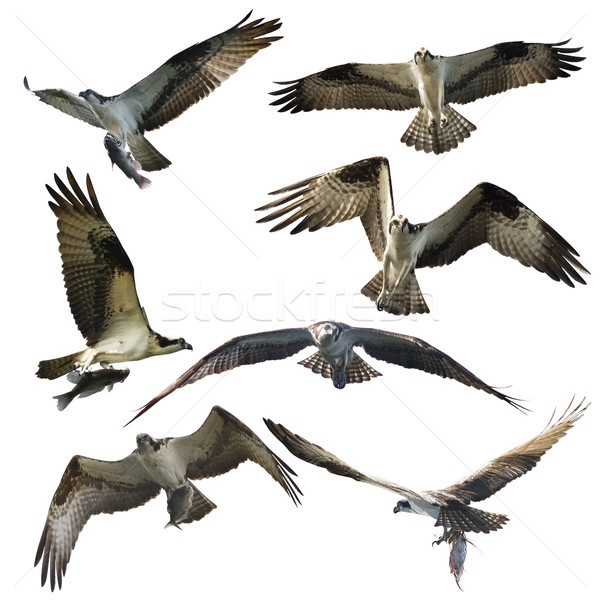 Osprey eagles on white background Stock photo © saddako2