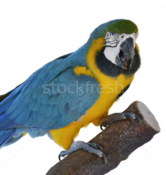 Macaw Parrot Perching Stock photo © saddako2
