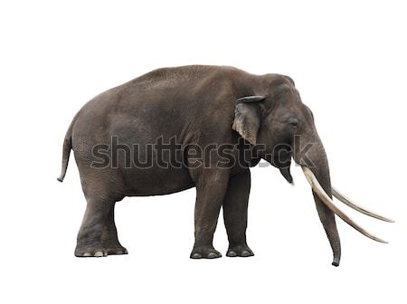 Stock fotó: Afrikai · elefánt · fehér · fogak · elefánt · fehér · háttér · emlős