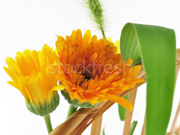夏季花卉 籃 橙 綠色 背景 黃色 商業照片 © saddako2