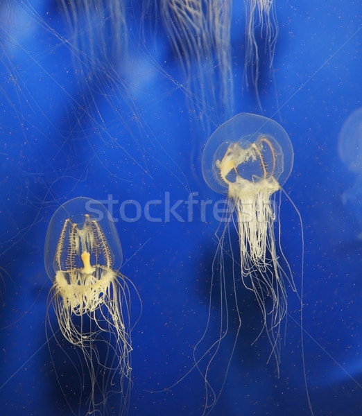 înot meduză albastru apă mare animal Imagine de stoc © saddako2