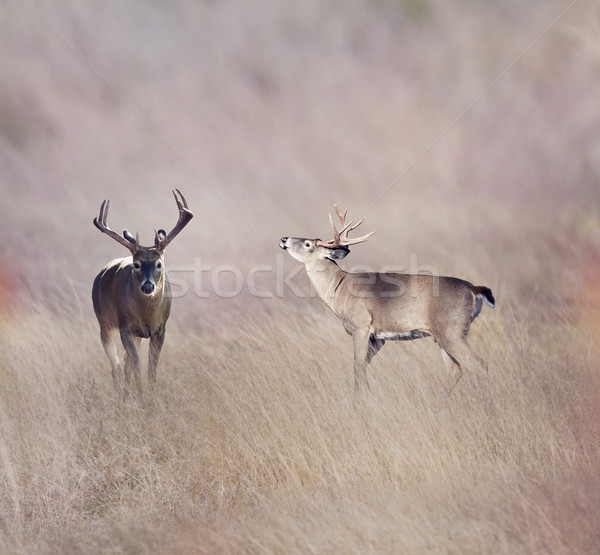 White-tailed deer  Stock photo © saddako2