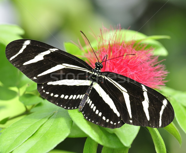 Tropical Butterfly Stock photo © saddako2