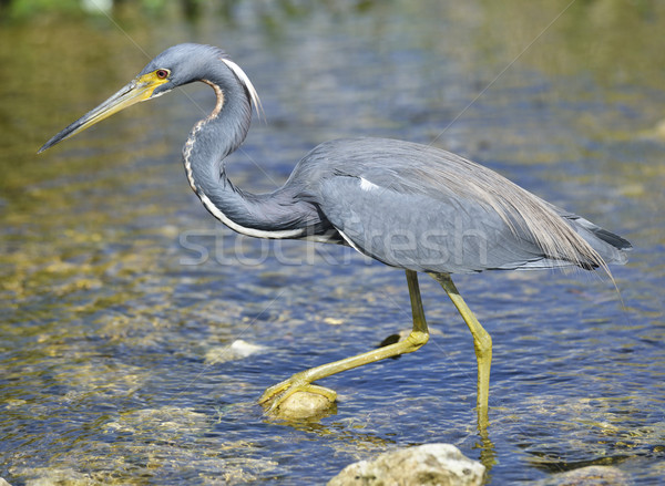 Czapla Florida charakter ptaków połowów skał Zdjęcia stock © saddako2