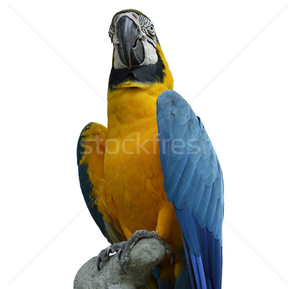 Macaw Parrot Stock photo © saddako2