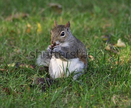 Stok fotoğraf: Gri · sincap · gri · yeme · somun · yaz