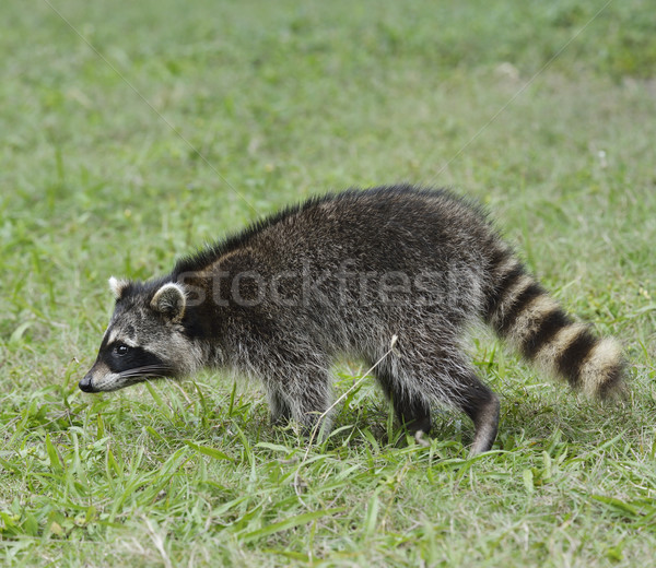 Jonge wasbeer lopen gras natuur dier Stockfoto © saddako2