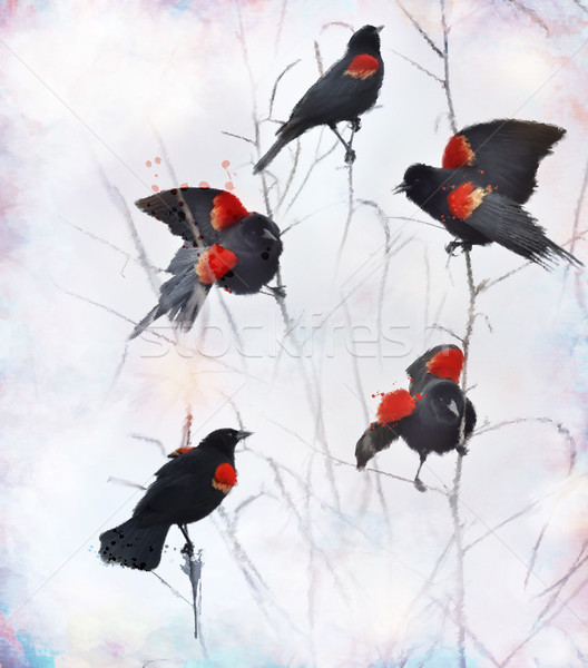 Red Winged Blackbirds Stock photo © saddako2