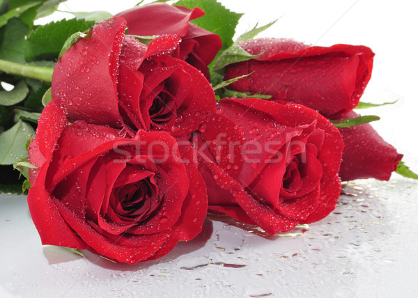 red roses Stock photo © saddako2