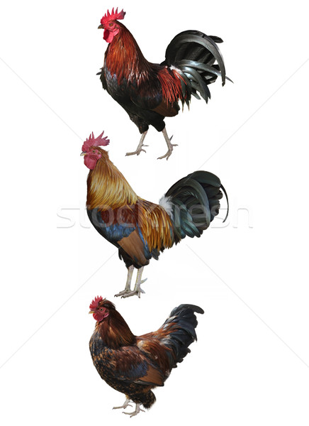 Colorful Roosters Stock photo © saddako2