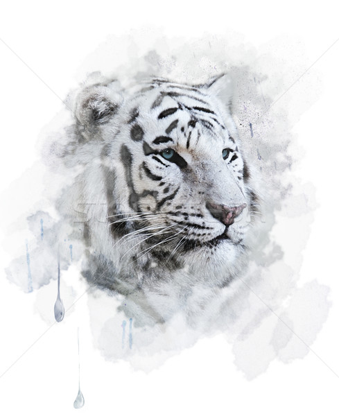 White Tiger Stock photo © saddako2