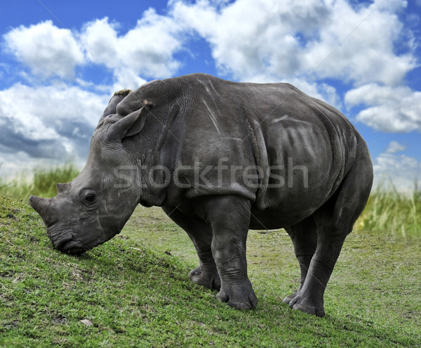 Baby weiß rhino Essen Gras Stock foto © saddako2