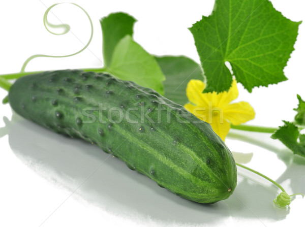fresh cucumber Stock photo © saddako2