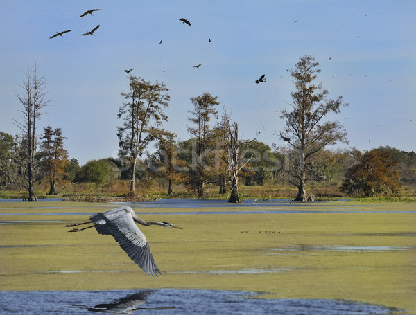 Florida Wetlands Stock photo © saddako2